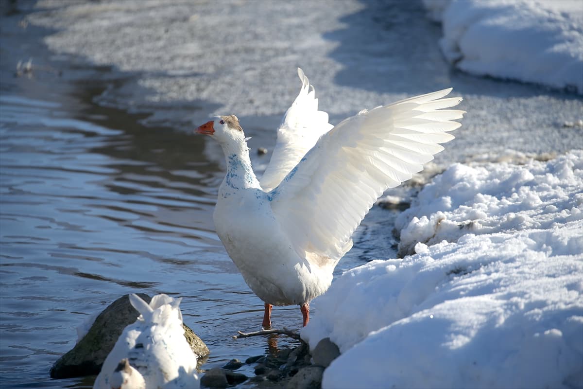 Kars’ta soğuk hava: Kazlar serin sularda yüzdü 