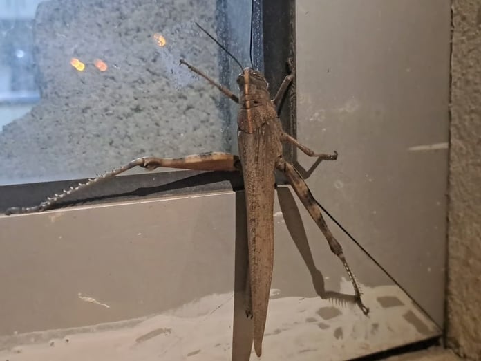 İlk bakışta kuş sandı: Dev çekirge görenleri hayrete düşürdü 