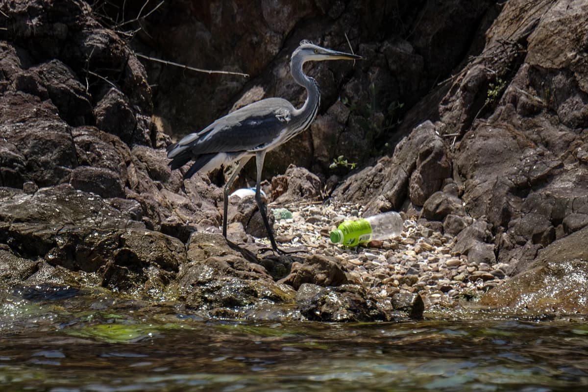 Prens Adaları'nda deniz kuşları için strafor tehlikesi