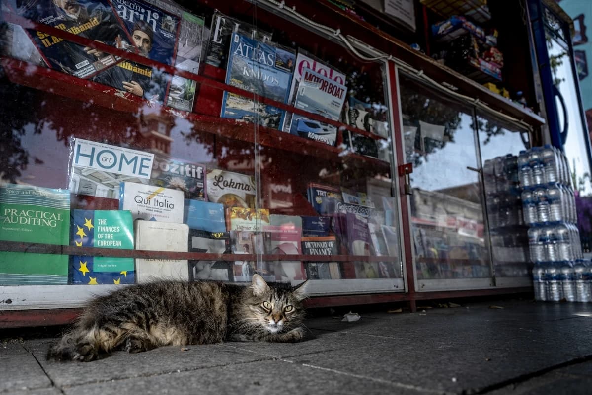 Megakentin ayrılmaz parçası: İstanbul kedileri