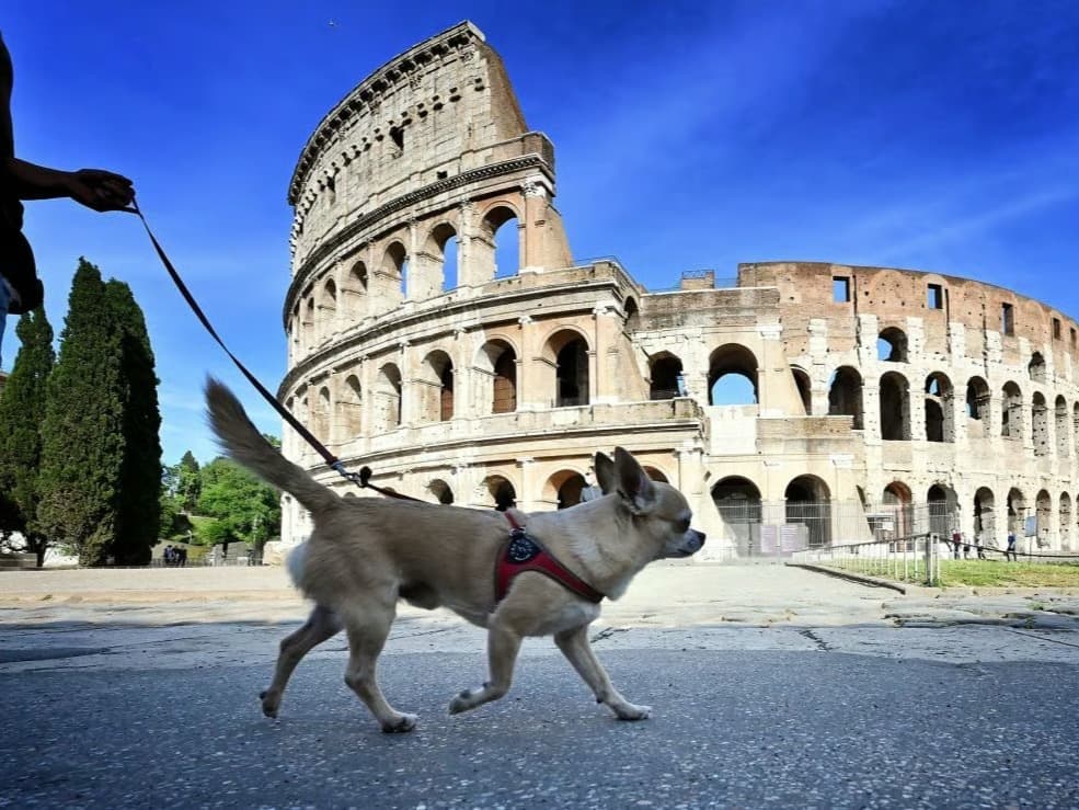 İtalya'da köpek sahiplerine "temizlik" zorunluluğu