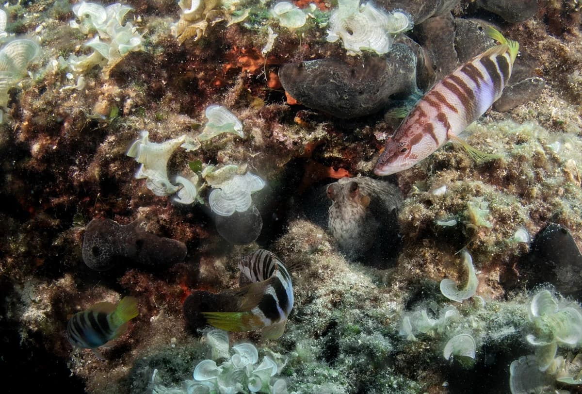 Çeşme su altı güzellikleriyle her seviye dalgıca hitap ediyor