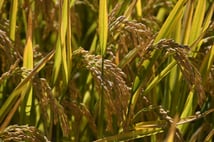 Kuraklık, pirinç rekoltesini düşürdü: Fiyat artışı kaçınılmaz