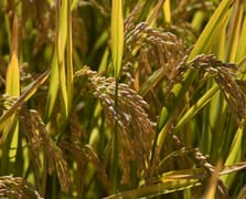 Kuraklık, pirinç rekoltesini düşürdü: Fiyat artışı kaçınılmaz