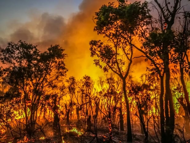 Avustralya'da orman yangını felaketi: 1 itfaiyeci öldü, 39 ev yandı