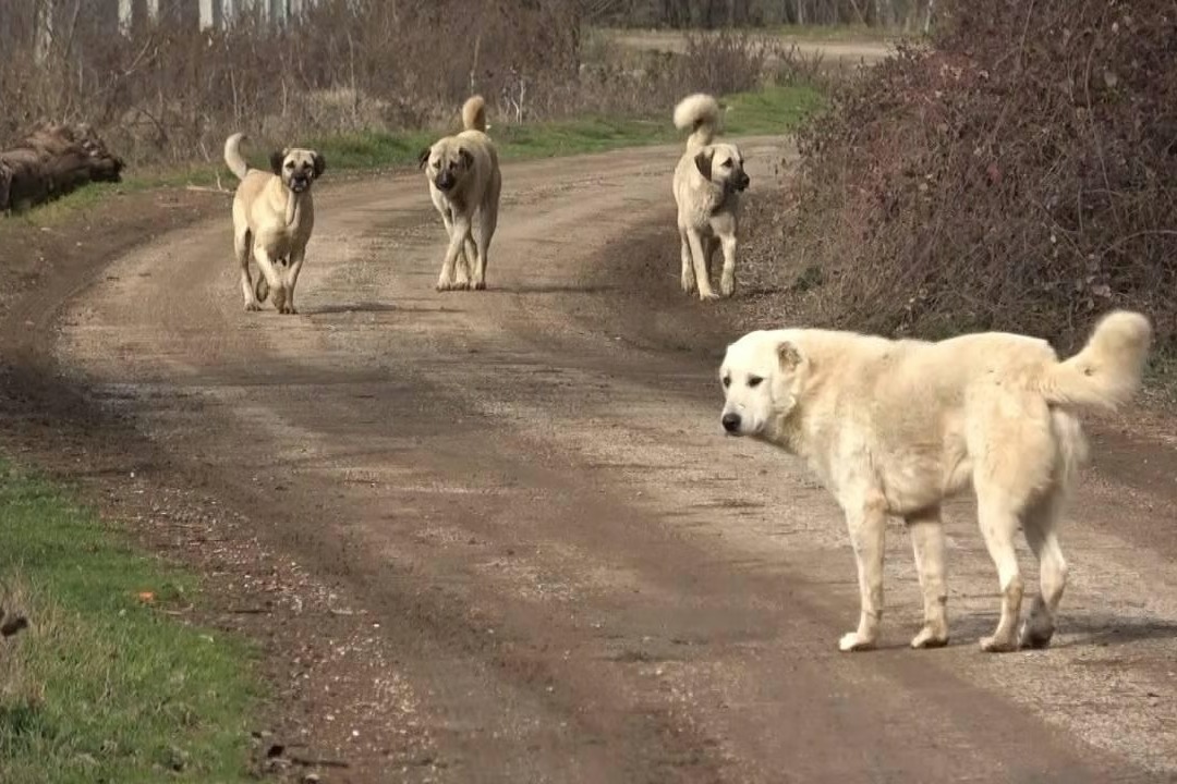 Bağdat'ta 19 bin başıboş köpek uyutuldu