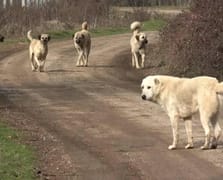 Irak'tan artan kuduz vakalarına karşı başıboş köpekleri uyutma hamlesi