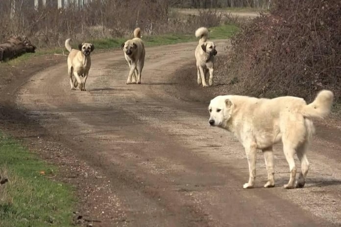 Irak'tan artan kuduz vakalarına karşı başıboş köpekleri uyutma hamlesi