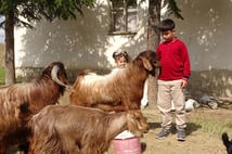 Boş vakitlerinde çobanlık yapan Emir bursluluk sınavından tam puan aldı