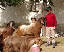 Boş vakitlerinde çobanlık yapan Emir bursluluk sınavından tam puan aldı