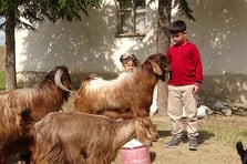 Boş vakitlerinde çobanlık yapan Emir bursluluk sınavından tam puan aldı