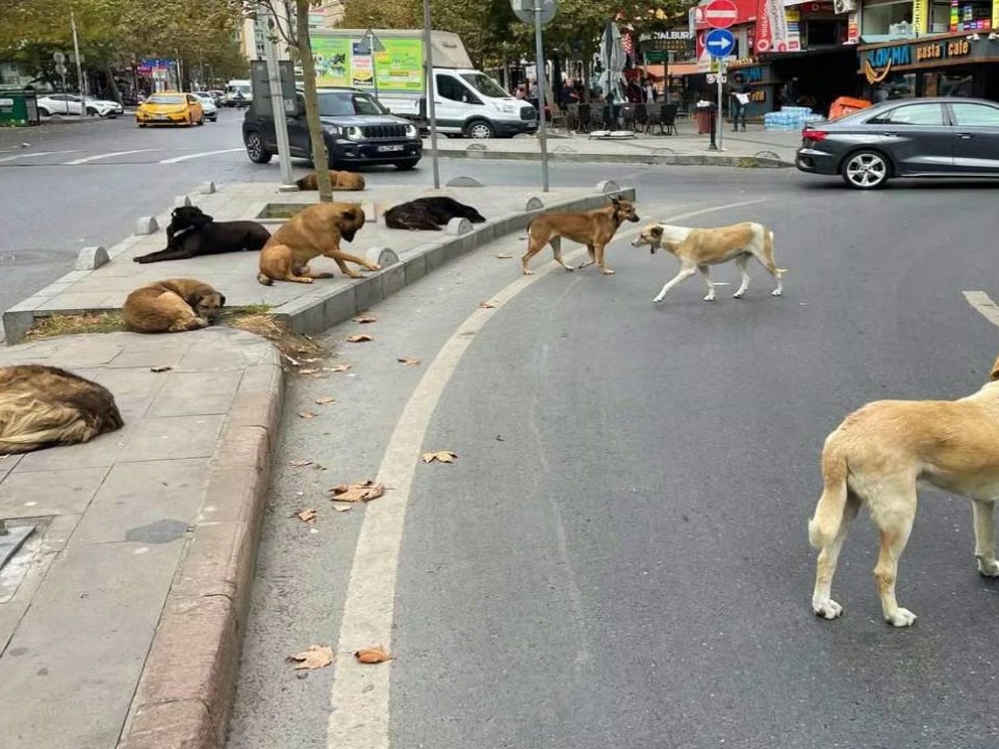 Yenikapı metroda köpeğin ısırdığı İrlandalı turist açtığı davayı kazandı 