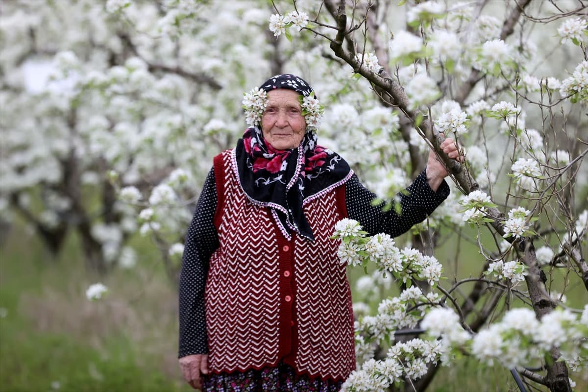 Yıldız Dağları’nın eteklerinde 'beyaz' mesai: Meyve ağaçları çiçek açtı