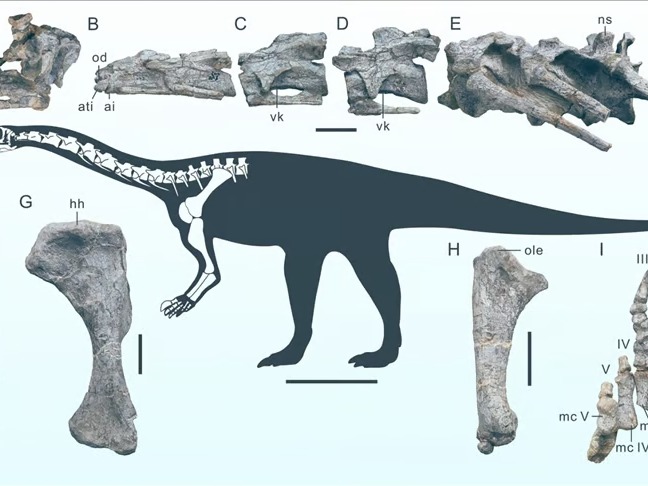 Çin'de yeni bir dinozor türüne ait fosil bulundu