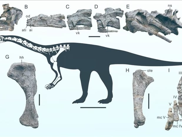 Çin'de yeni bir dinozor türüne ait fosil bulundu