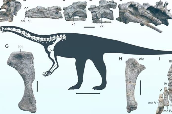Çin'de yeni bir dinozor türüne ait fosil bulundu
