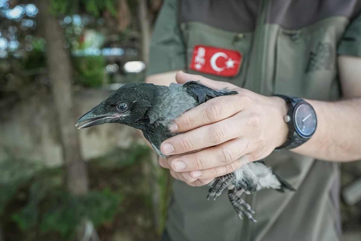 Kargalar yaralı arkadaşlarının yerini gösterdi