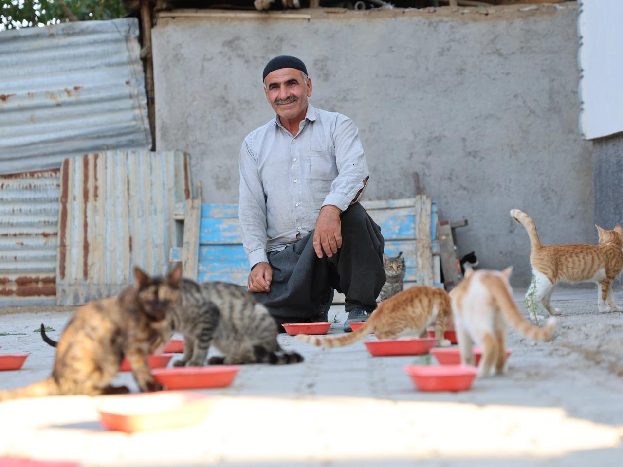 62 yaşında, her akşam 50 kediyi evinin bahçesinde ağırlıyor