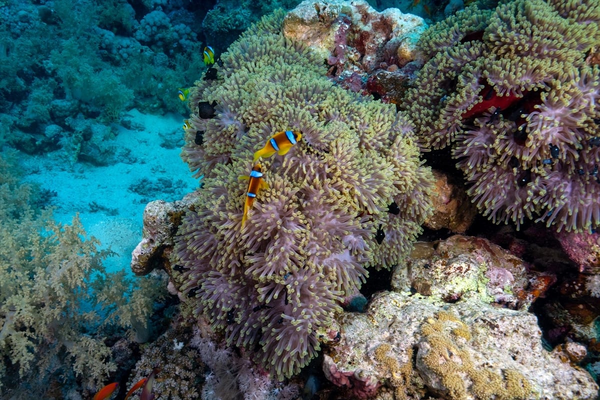 Kızıldeniz'in altındaki harikalar diyarı
