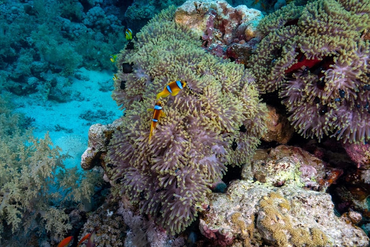 Kızıldeniz'in altındaki harikalar diyarı