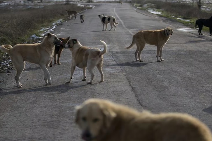 Hindistan'da başıboş köpek kararı