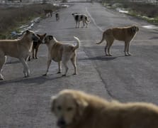 Hindistan'da mahkemeden başıboş köpeklerle ilgili kritik karar