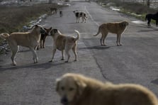 Hindistan'da mahkemeden başıboş köpeklerle ilgili kritik karar