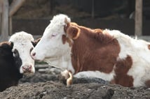 Güney Afrika’da şap alarmı: Ulusal afet ilan edildi