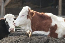 Güney Afrika’da şap alarmı: Ulusal afet ilan edildi