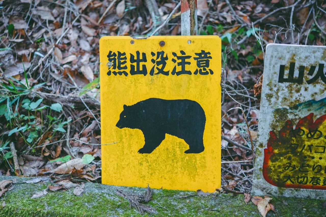 Japonya'da 14 bin ayı itlaf edildi