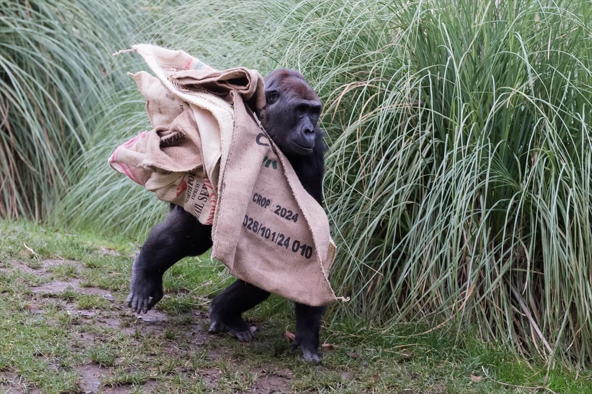 London Zoo’da maymunlara Noel sürprizi