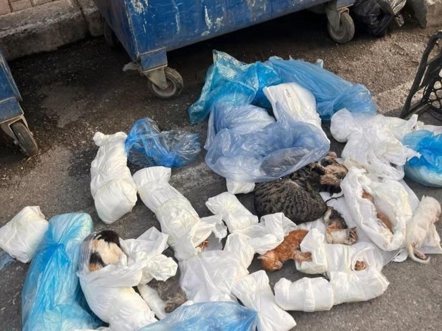 Buca'da derin dondurucu vahşeti: Hasta bezlerine sarılmış 33 donmuş ölü kedi çöpe atıldı!