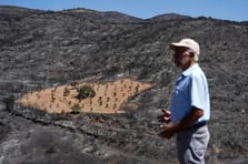Önceden otlardan temizlenen bahçe yangından etkilenmedi