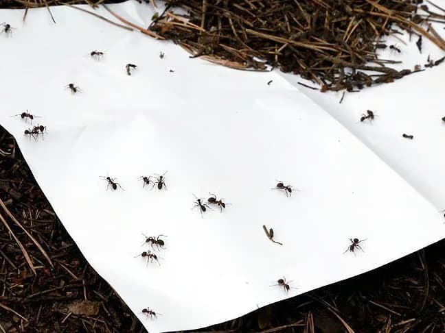 Karınca kaçakçıları Kenya'da yakalandı