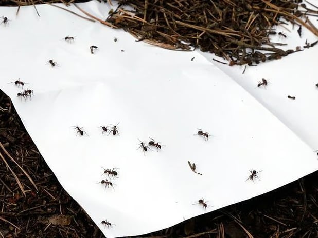 Belçikalı karınca kaçakçıları Kenya'da yakalandı