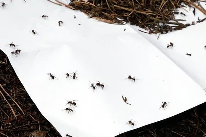 Belçikalı karınca kaçakçıları Kenya'da yakalandı