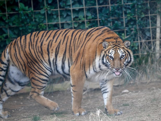Hayvanat bahçesinden evcil hayvanları yem etme çağrısı