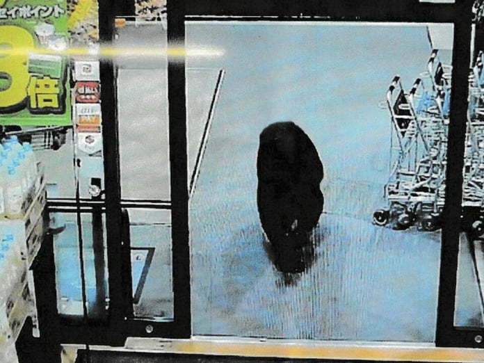 Japonya'da markete giren ayı iki kişiyi yaraladı