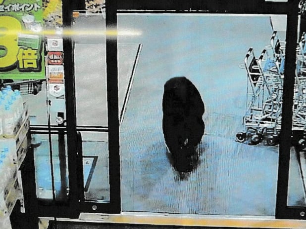 Japonya'da markete giren ayı iki kişiyi yaraladı