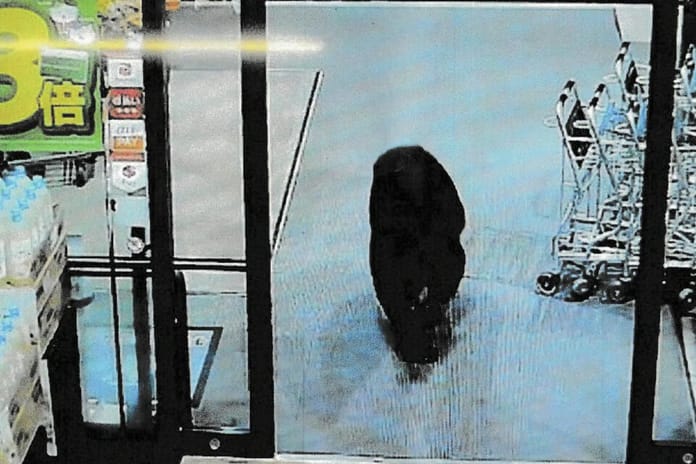 Japonya'da markete giren ayı iki kişiyi yaraladı