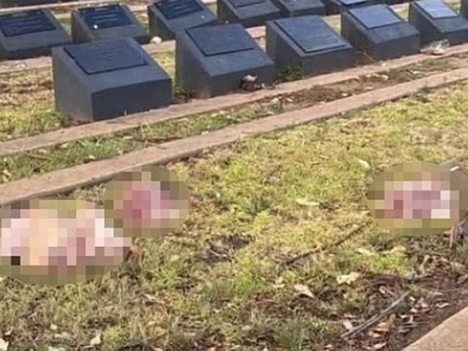 Müslüman mezarlığına domuz kafası bıraktılar