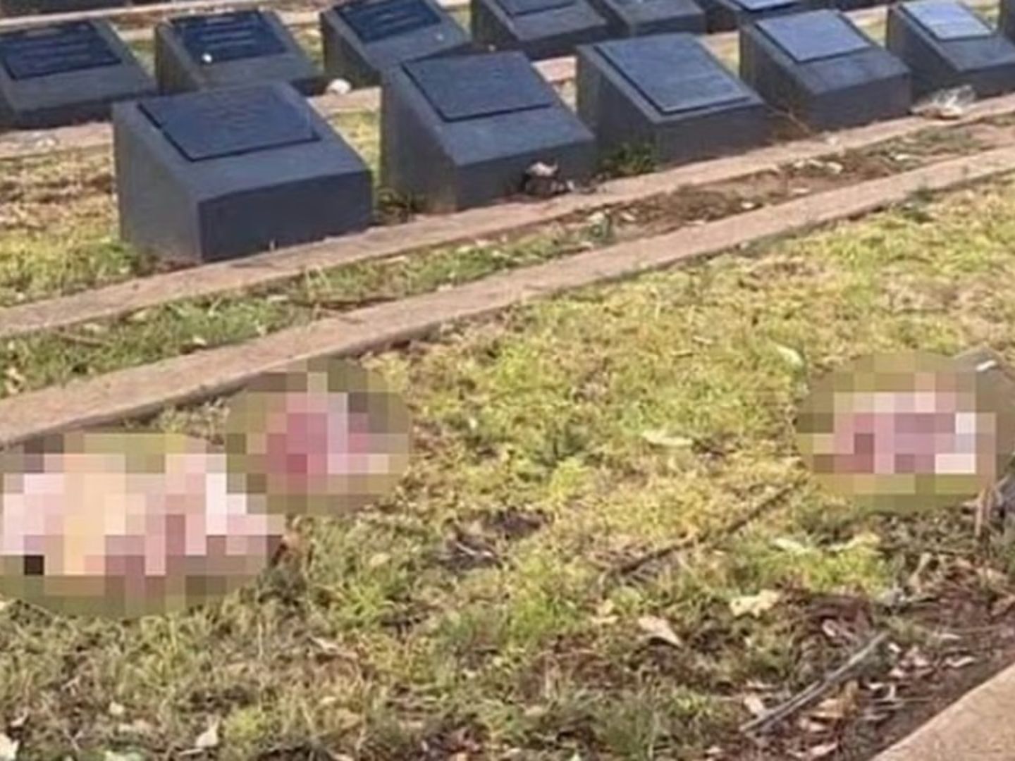 Avustralya'da İslam düşmanı provokasyon: Müslüman mezarlığına domuz kafası bıraktılar