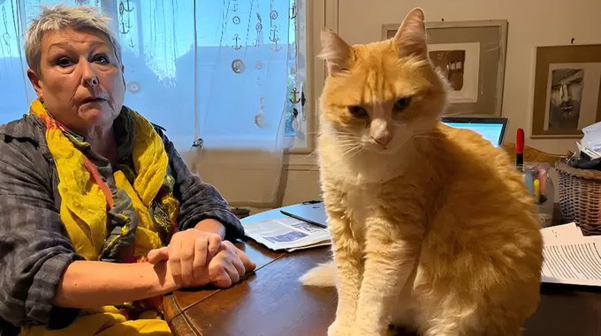 Kedi Remi - Sosyal medya