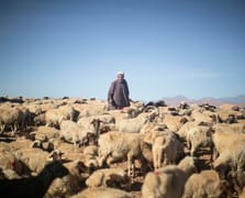 Fas'ta kurbansız bayram: Sadece kral kesecek