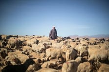 Fas'ta kurbansız bayram: Sadece kral kesecek