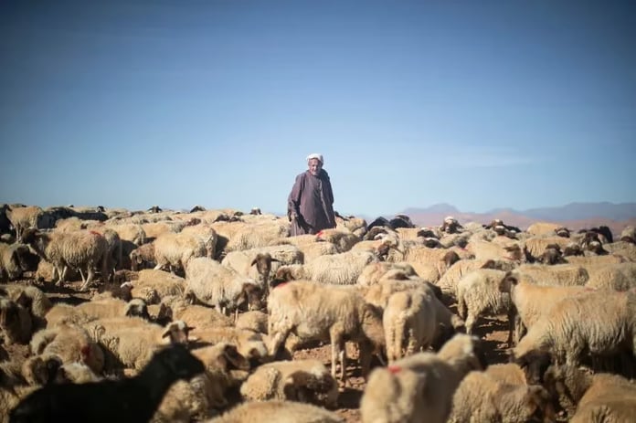 Fas'ta kurbansız bayram: Sadece kral kesecek