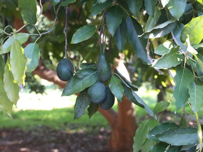 Türkiye'de ilk fidanı 55 yıl önce dikilen avokadonun üretimi katlanarak artıyor