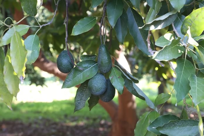 Türkiye'de ilk fidanı 55 yıl önce dikilen avokadonun üretimi katlanarak artıyor