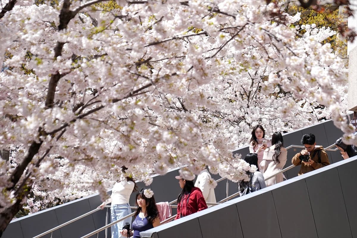Toronto'da Japon esintisi | Dört bir yanı sardılar...