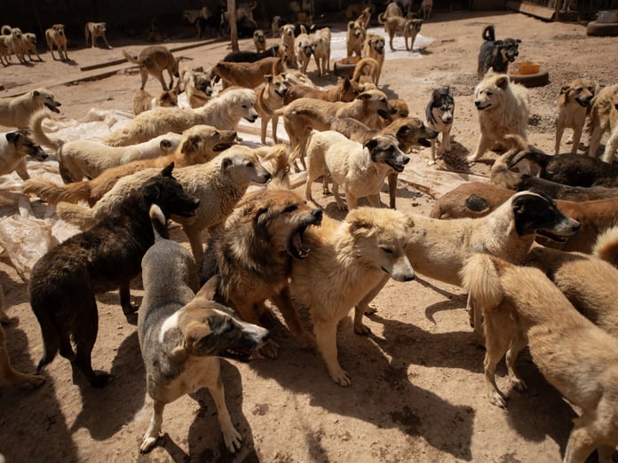 Kampüs değil köpek barınağı: 20 köpek saldırdı